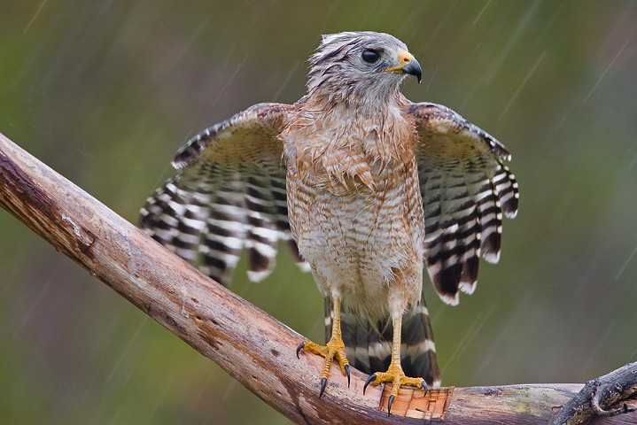 Rotschulterbussard Buteo lineatus Red-Shouldered Hawk